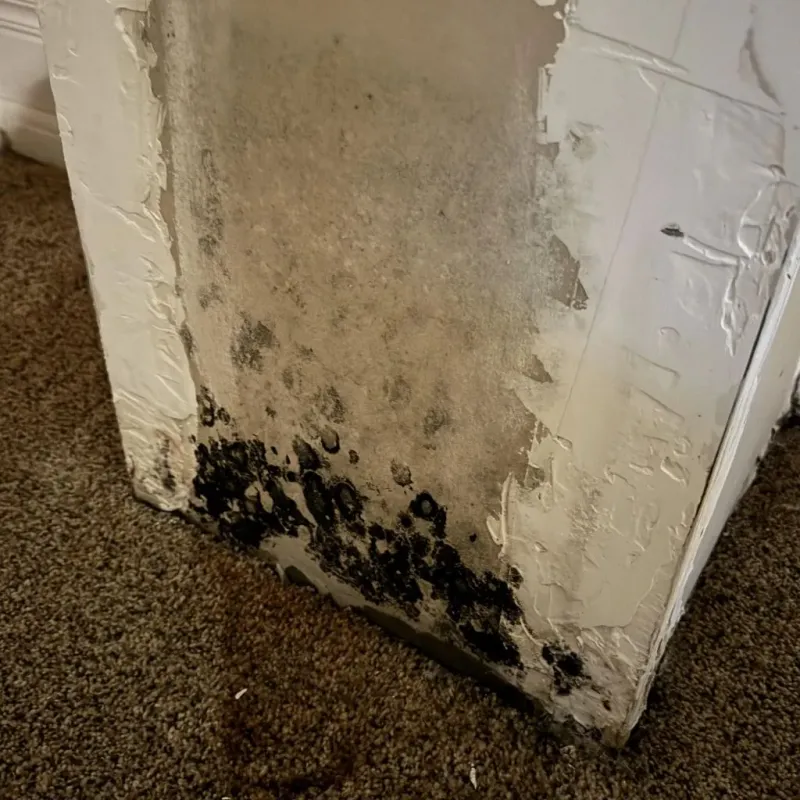 Professional Mold Removal in Oakdale, LA